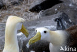 Waved albatross (Phoebastria irrorata) 