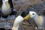 Galapagos albatros (Phoebastria irrorata) 