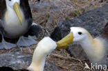 Waved albatross (Phoebastria irrorata) 