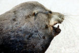 Galapagos Fur Seal (Arctocephalus galapagoensis) 