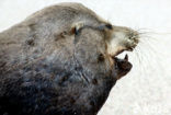 Galapagos pelsrob (Arctocephalus galapagoensis) 