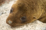 Galapagos zeeleeuw (Zalophus wollebaeki) 