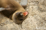 Galapagos zeeleeuw (Zalophus wollebaeki) 