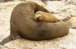 Galapagos zeeleeuw (Zalophus wollebaeki) 