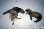 Galapagos zeeleeuw (Zalophus wollebaeki) 