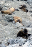 Galapagos zeeleeuw (Zalophus wollebaeki) 