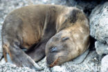 Galapagos zeeleeuw (Zalophus wollebaeki) 