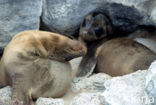 Galapagos zeeleeuw (Zalophus wollebaeki) 