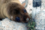 Galapagos zeeleeuw (Zalophus wollebaeki) 