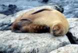 Galapagos zeeleeuw (Zalophus wollebaeki) 