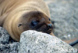 Galapagos zeeleeuw (Zalophus wollebaeki) 