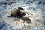 Galapagos zeeleeuw (Zalophus wollebaeki) 