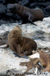 Galapagos zeeleeuw (Zalophus wollebaeki) 