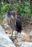 Galapagos Heron