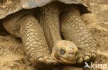 Galapagos Giant Tortoise (Geochelone elephantopus) 