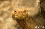 Galapagos Giant Tortoise (Geochelone elephantopus) 