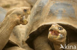 Galapagos Giant Tortoise (Geochelone elephantopus) 