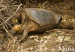 Galapagos Giant Tortoise (Geochelone elephantopus) 