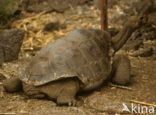 Galapagos Giant Tortoise (Geochelone elephantopus) 