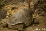 Galapagos Giant Tortoise (Geochelone elephantopus) 