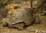 Galapagos Giant Tortoise (Geochelone elephantopus) 