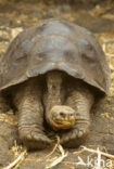 Galapagos Giant Tortoise (Geochelone elephantopus) 