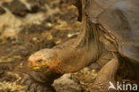 Galapagos Giant Tortoise (Geochelone elephantopus) 