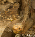 Galapagos Giant Tortoise (Geochelone elephantopus) 