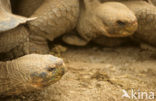 Galapagos Giant Tortoise (Geochelone elephantopus) 