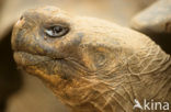 Galapagos Giant Tortoise (Geochelone elephantopus) 