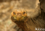 Galapagos Giant Tortoise (Geochelone elephantopus) 