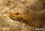 Galapagos Giant Tortoise (Geochelone elephantopus) 