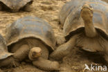 Galapagos Giant Tortoise (Geochelone elephantopus) 