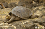 Galapagos Giant Tortoise (Geochelone elephantopus) 