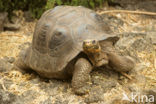 Galapagos Giant Tortoise (Geochelone elephantopus) 