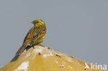 Yellowhammer (Emberiza citrinella)