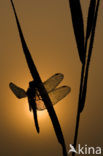 Geelvlekheidelibel (Sympetrum flaveolum)