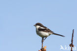 Common Fiscal (Lanius collaris)