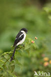 Gekraagde klauwier (Lanius collaris)