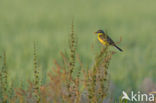 Gele Kwikstaart (Motacilla flava) 