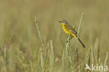 Gele Kwikstaart (Motacilla flava) 