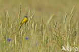 Gele Kwikstaart (Motacilla flava) 