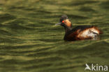 Geoorde Fuut (Podiceps nigricollis)