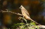 Speckled Mousebird (Colius striatus)