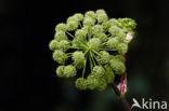 Hogweed (Heracleum sphondylium)