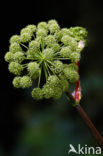 Hogweed (Heracleum sphondylium)