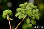 Hogweed (Heracleum sphondylium)
