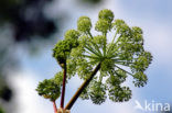 Hogweed (Heracleum sphondylium)