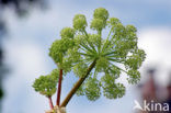Hogweed (Heracleum sphondylium)