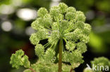 Hogweed (Heracleum sphondylium)